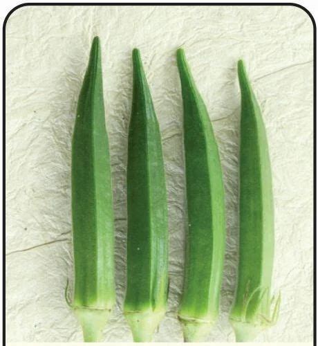 Open Pollinated Okra Bhindi Okra Arka Anamika Bhindi Manufacturer