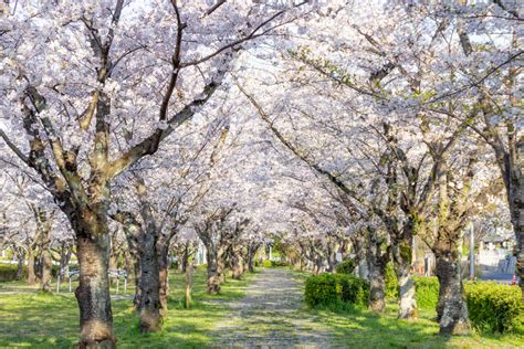 名古屋市平和公園（桜の園）名古屋市千種区の観光・撮影スポットの名所 東海カメラマップ