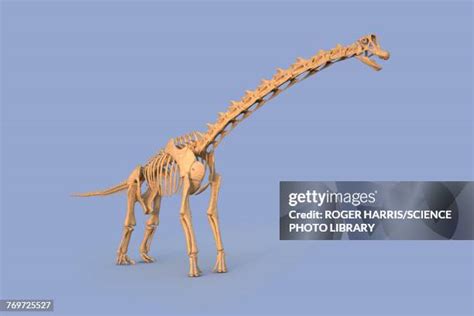 46 Brachiosaurus Skeleton Stock Photos, High-Res Pictures, and Images - Getty Images