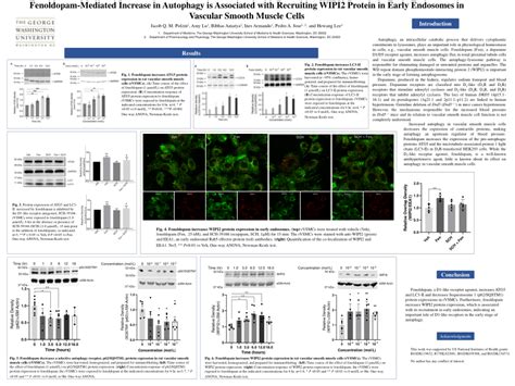 PDF Fenoldopam Mediated Increase In Autophagy Associates With