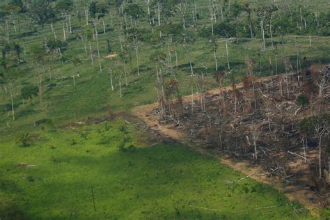 Deforestation In Brazils Amazon Hits Second Straight Monthly Record