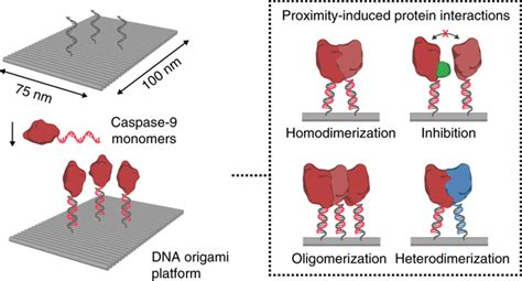 Proximity Induced Caspase 9 Activation On A DNA Origami Based Synthetic