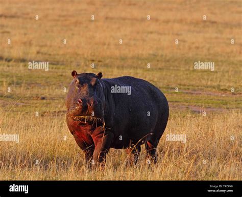 Hippo Feeding Hi Res Stock Photography And Images Alamy