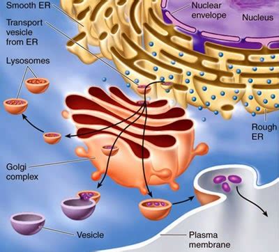 The Endomembrane System And Membrane Trafficking Frens