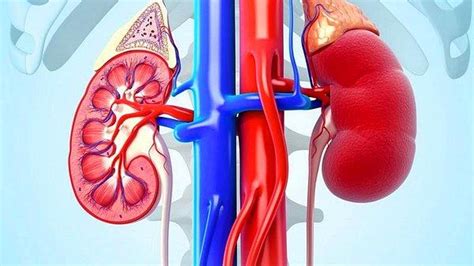Kreatinin Nedir Y Ksekli I Ve D Kl Ne Anlama Gelir De Erleri Ka