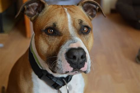 Cómo Entrenar a un American Staffordshire para Obtener el Mejor