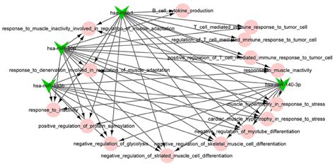 The Mirna Function Collaborative Network Of Downregulated Mirnas The