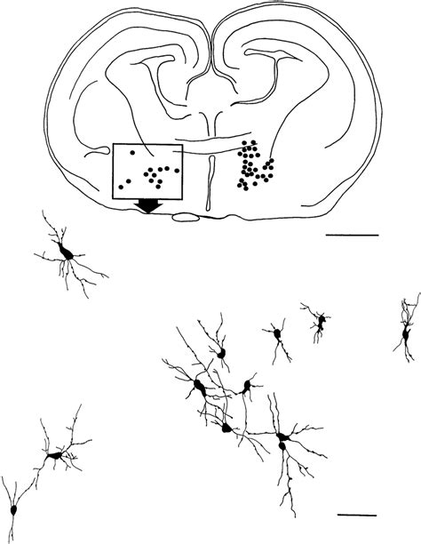 Camera lucida drawings from... | Download Scientific Diagram