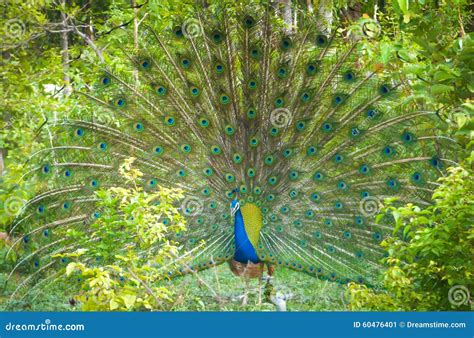 Dancing White Peacock In Rain