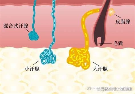 去狐臭的方法？遗传性狐臭能不能去除呀？面临找工作，不想被说身上有味道呀？ 知乎