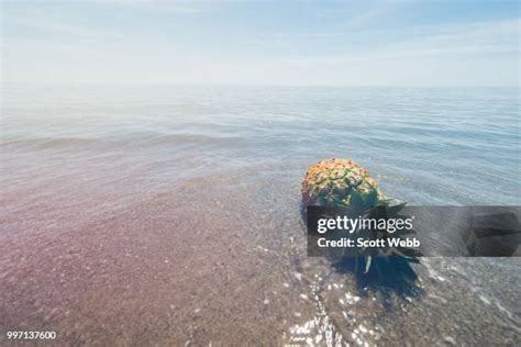 Webb Island Photos And Premium High Res Pictures Getty Images