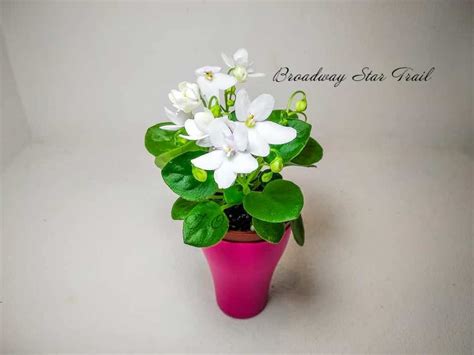 Broadway Star Trail Buy at ⁕ Mobids Plants