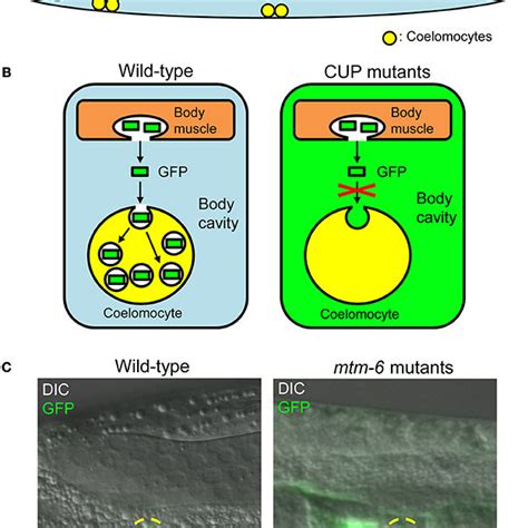 Fluid Phase Uptake In Coelomocytes Of Caenorhabditis Elegans A