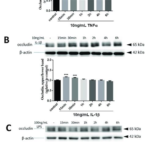 Effects Of Tnfα Il 1β And Lps On Morphology Of Hcmec D3 Cells A Download Scientific Diagram