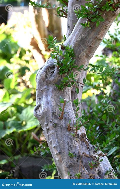 Myrtle Myrtus Communis Tree Myrtaceae Ebergreen Shrub Stock Photo