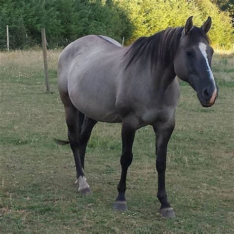 How rare is a grulla horse? - DIY Seattle