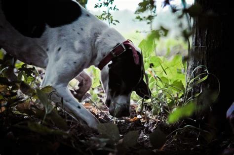 Truffle Dogs Training | CAC