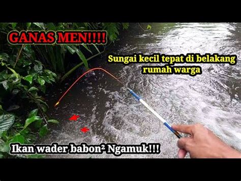 Bushet Sungai Kecil Belakang Rumah Warga Jarang Di Pancing Ikan Wader