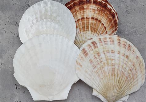 Scallop Seashells For Sale Page 2