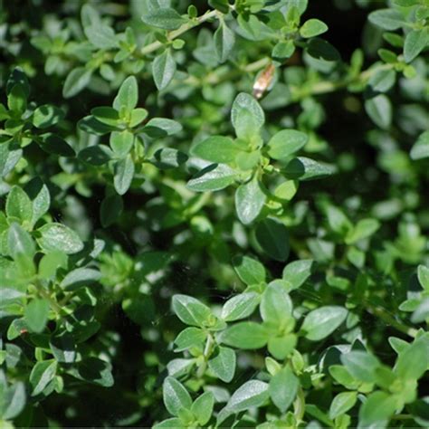 Herb Thyme Thymus Vulgaris Farmyard Nurseries