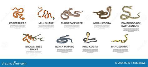 Dangerous Poisonous Snakes with Names Collection, Vector Illustration ...