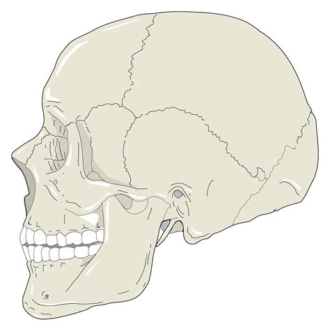 Vista Lateral Da Gru Png Transparente Stickpng
