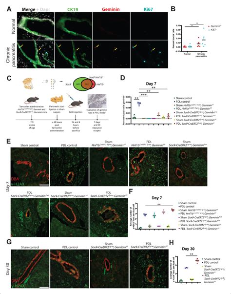 Geminin Is A Regulator Of Genomic Stability In Mouse Pancreatic Duct