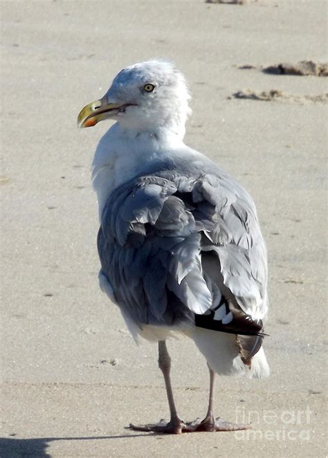 Ruffled Feathers Photograph By Pamela Rivera Fine Art America