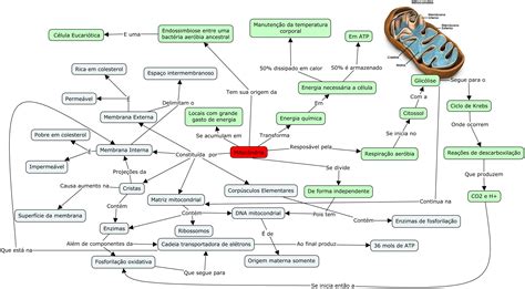 Mapa Mental Sobre Mitoc Ndria Study Maps