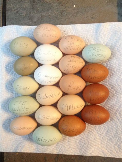 Cuckoo Lemon Orpington Pure Type Hatching Eggs Ebay