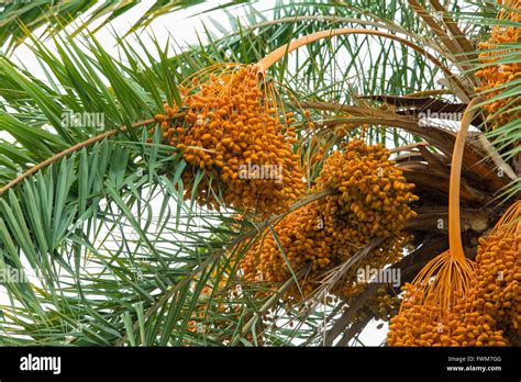 Date Palms On The Tree In Munshigonj Dhaka Bangladesh Asia