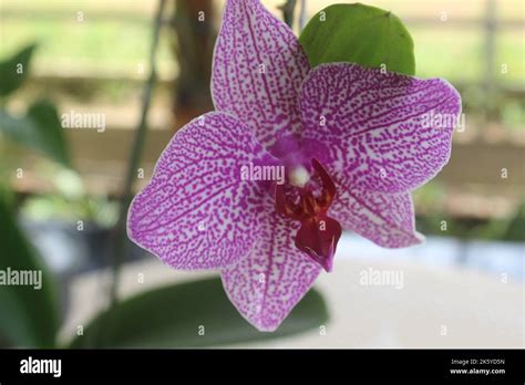 Selective Focus Of Pink Doritaenopsis Phalaenopsis Orchids In The