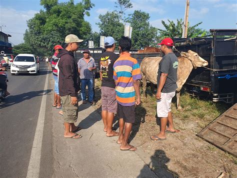 Setelah Tutup Akibat Pmk Pasar Hewan Di Kabupaten Malang Dibuka