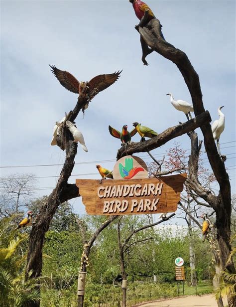 Bird Park In Chandigarh Know The Attractions Location Timings