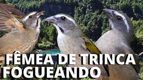 FÊMEA de trinca ferro MACHEANDO e CHAMANDO trinca ferro CANTANDO