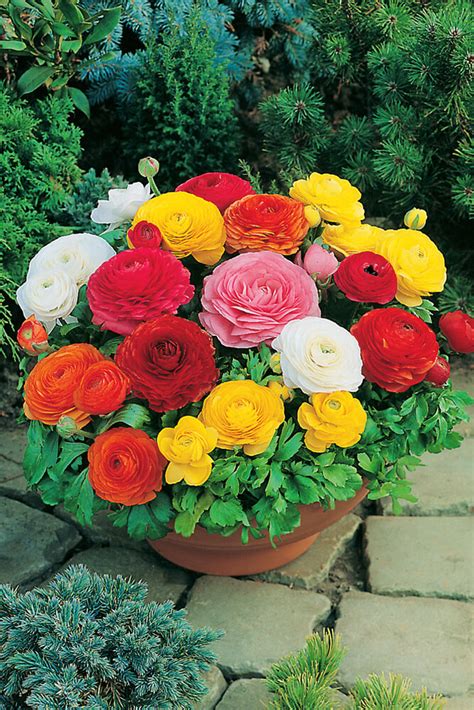 Ranunkel Ranunculus Asiaticus Mix Blumenzwiebeln Und