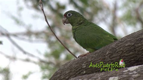 COTORRA PUERTORRIQUEÑA viviendo en libertad Puerto Rican Parrot