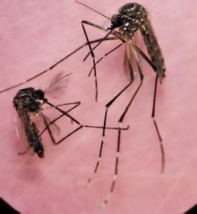 Delano Mosquito Abatement District Has Found Specimens Of An Invasive