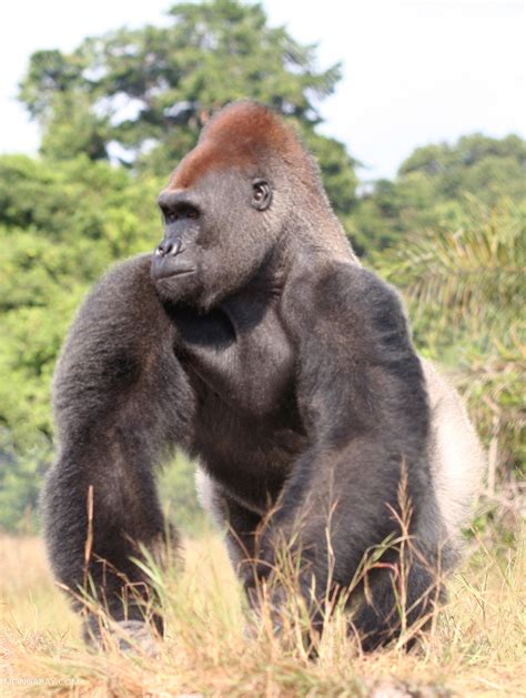 Male Silverback Gorilla Standing Tall