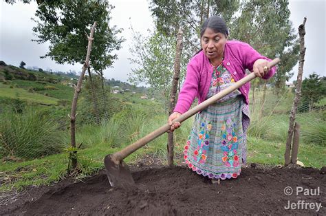 Mayan Raised Field Farming