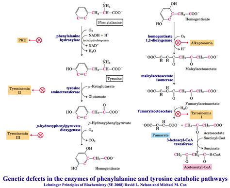 Inborn errors of Amino acid catabolic pathways - Biotech MCQ