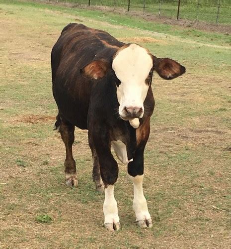 2 Tigerstripe Braford Bulls Texas