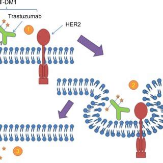 PDF Role Of Trastuzumab Emtansine In The Treatment Of HER2 Positive