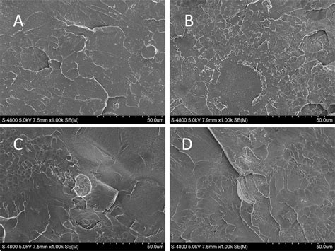 Fe Sem Images Of Fracture Surfaces Of A Pure Pmma Resin And Pmma