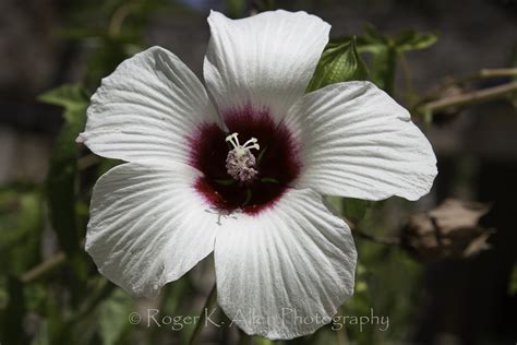 Crimson Eyed Rose Mallow 2106 Hibiscus Moscheutos At The L Flickr