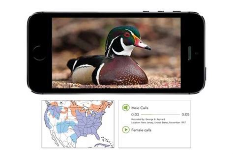 Using Merlin to Identify Bird Species | Birds & Blooms