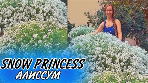 Алиссум Сноу Принцесс в саду #сад #алиссум #ландшафтныйдизайн - YouTube