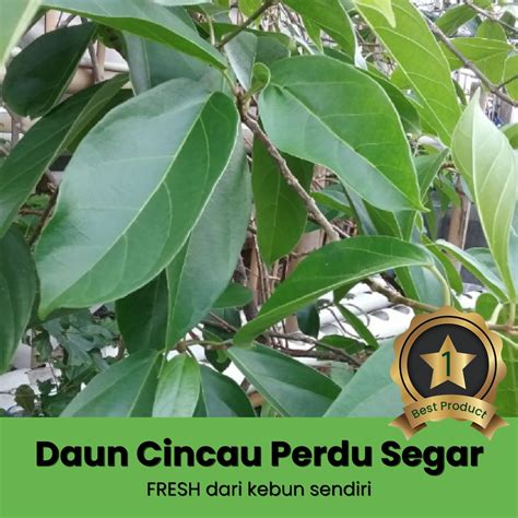 Jual Daun Cincau Hijau Perdu Segar Fresh Untuk Bahan Buat Minuman Es