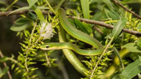 Rough Green Snake Care Complete Guide To Caring For This Wonderful Pet