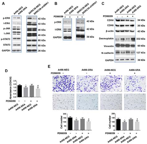 SRA Induced Phosphorylation Of ERK Is Dispensable For EMT In Rcc Cells